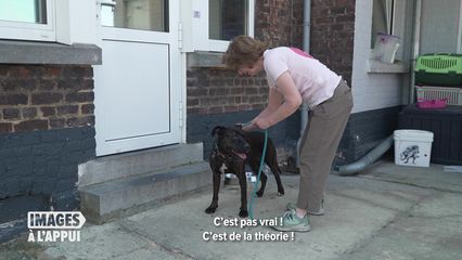 28. Chiens saisis en danger ?