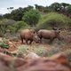 Nu neushoornpoeder meer oplevert dan goud, is natuurbescherming een bloedige oorlog geworden