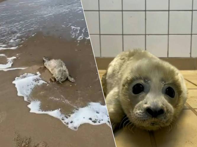 Schattige zeehondenpup van amper 3 dagen oud aangespoeld in Nederland