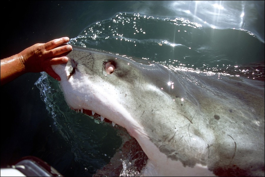 Un touriste belge attaqué par un requin à la Costa Brava Foto 7sur7.be 