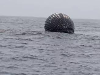 KIJK. Enorme opgeblazen dode walvis voor kust van Noorwegen dreigt te ontploffen