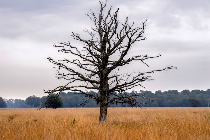 Natuurgebied de Kampina.
