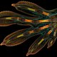 Kleurrijke close-up van gekkopoot wint microscopische fotowedstrijd