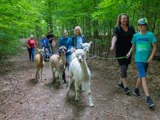 Intiem wandelen met alpaca's: van genderneutrale Pearl tot Pinokkio met de grote - maar prachtige - neus