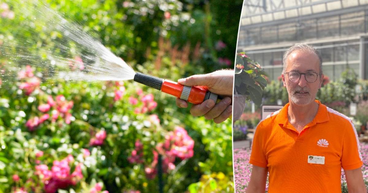 Hoe Bescherm Je De Planten In Je Tuin Tegen De Hitte? “Sproei Nooit Water  Op Je Bloemen” | Woon | Hln.Be