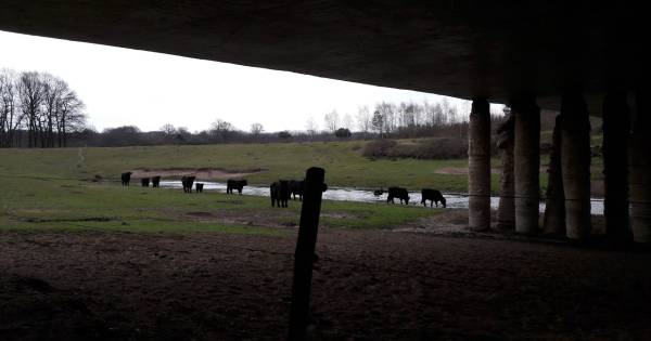 Van kleiputten tot paradijs tussen Elst en Rhenen: ‘De natuur kan hier nu gaan floreren’