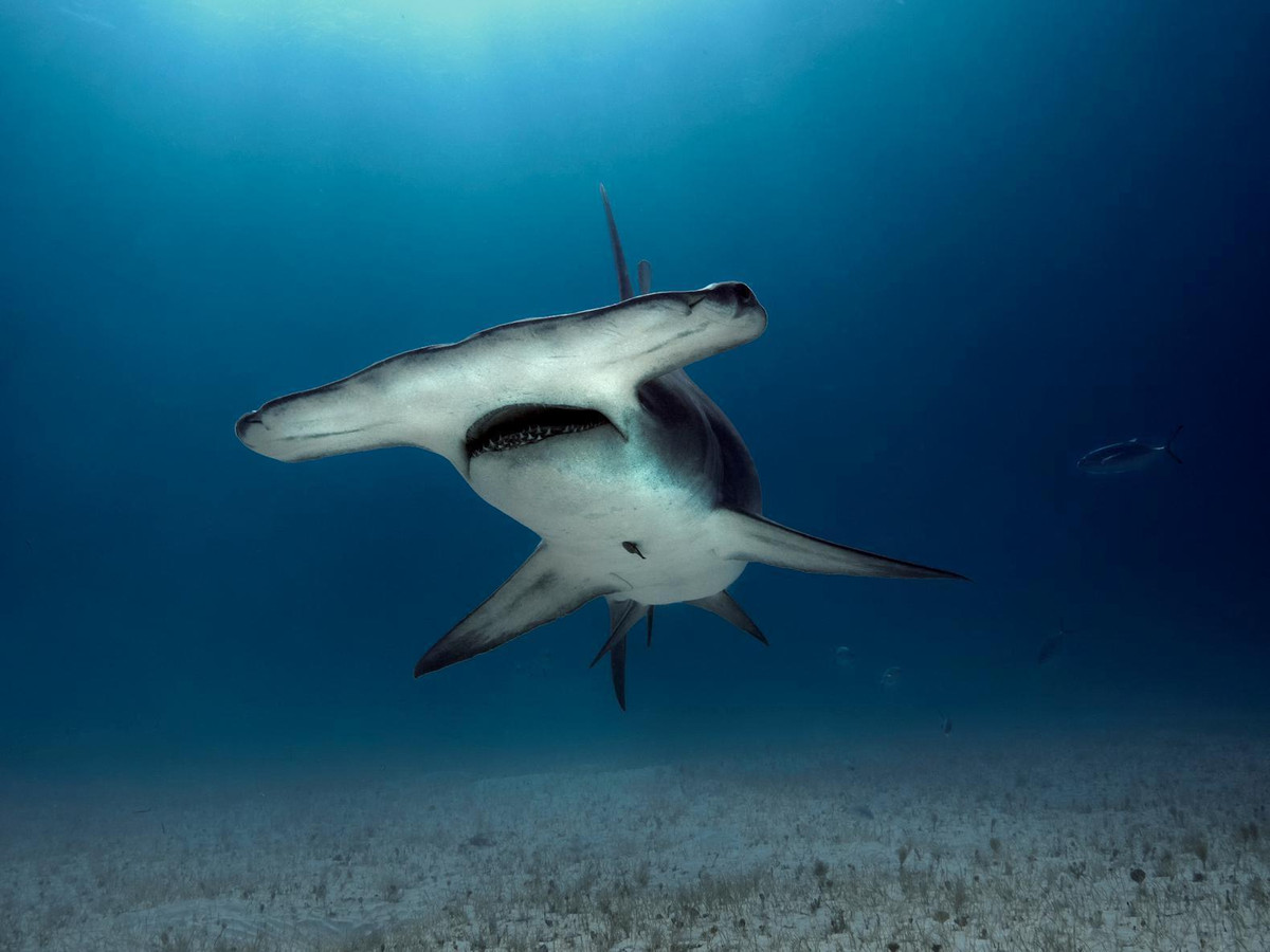 WWF wil visvergunning kopen om haaien niét te vangen | Foto | AD.nl