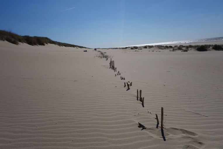 Het experiment bij Petten krijgt al navolging.  Beeld Joop Bouma