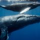 Het wonder van de walvis: waarom er steeds meer bultruggen opduiken in de Noordzee