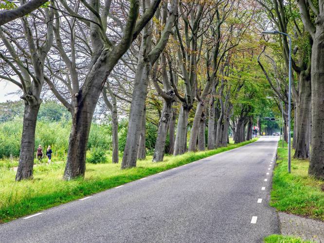 Met 88 nieuwe bomen krijgt Prinsenbeek een ‘stevige groene impuls’