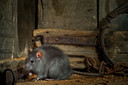 De zwarte rat komt minder vaak voor dan zijn bruine soortegenoot.
