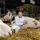 Voor de modellenwedstrijd voor melkveekoeien wordt hard getraind