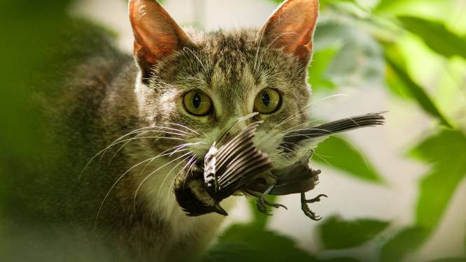 Ecoloog pleit voor proef om los laten lopen van katten strafbaar te maken