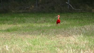 Exotische rode ibis voelt zich thuis in Oldenzaals weiland