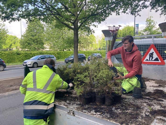 De middenberm in de Sportlaan zal meer regenwater kunnen opvangen en krijgt een nieuwe beplanting.