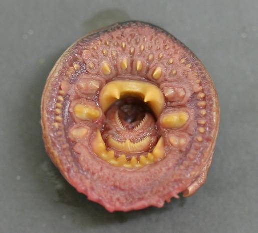 Volwassen lampreien hebben een rasptong met tandjes.