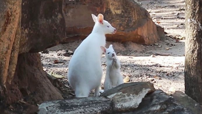 Un wallaby albinos est né au zoo de Khon Kaen, en Thaïlande, cette semaine.