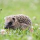 Rapport: stikstof, verdroging en versnippering bedreigen natuur, grootschalig herstel is noodzakelijk