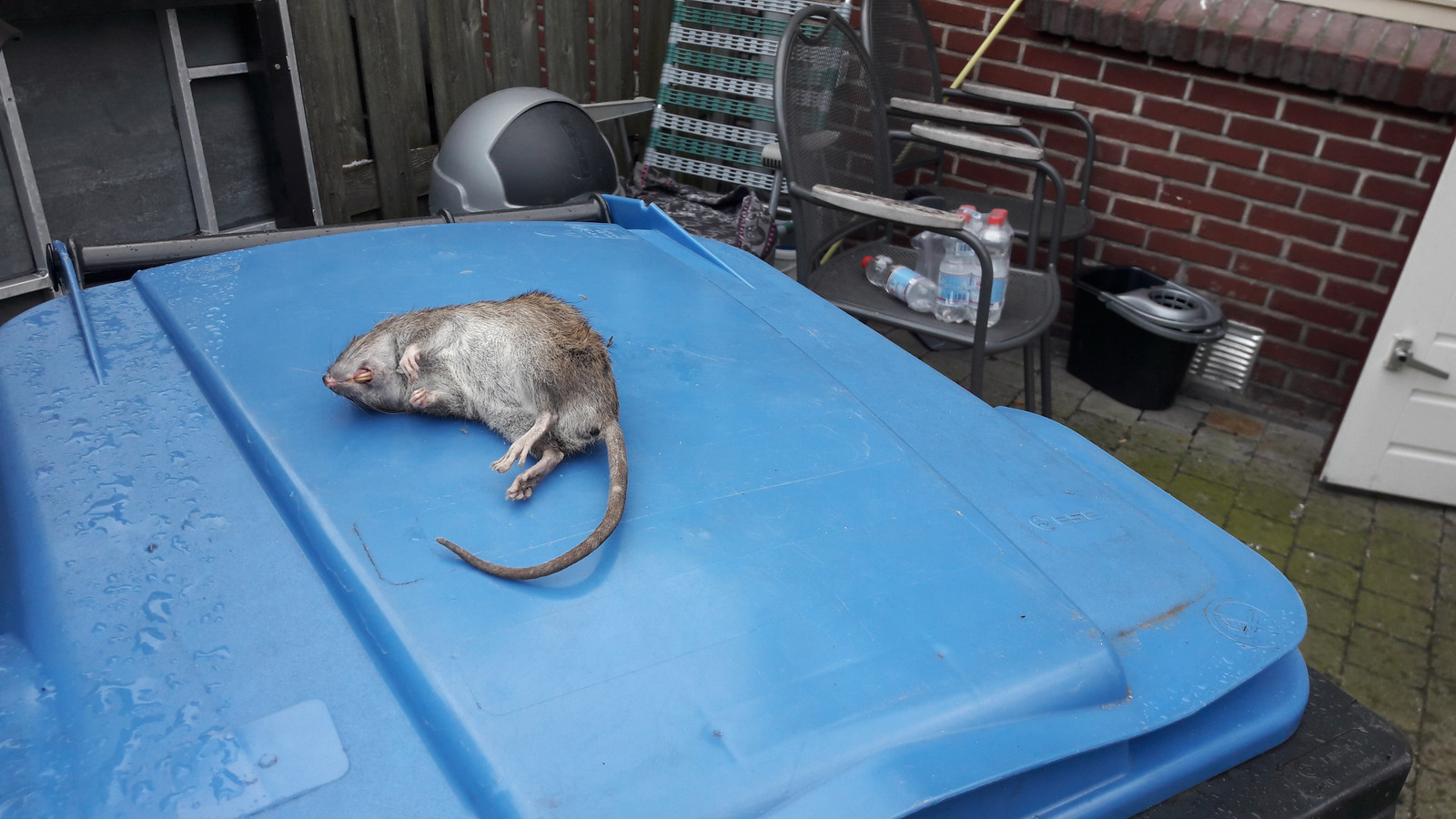 Ratten al jaren vaste gasten in Lingestraat in Nijmegen Foto gelderlander.nl