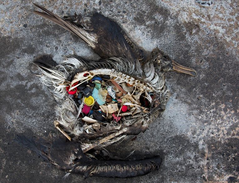 Meer dan 80 procent van het zwerfvuil in zee bestaat uit plastic en schaadt het milieu, het leven in het water en vogels. Beeld AP