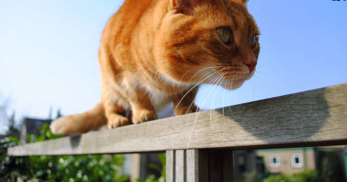 Delegatie nemen smokkel Kattenpoep in de tuin: 'Neem verantwoordelijkheid voor kat' | Brabant |  bd.nl
