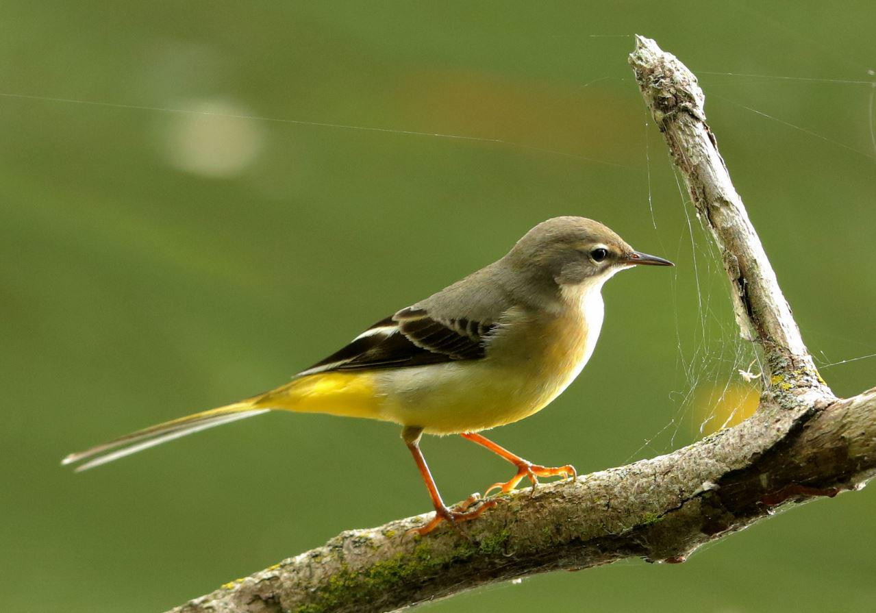 moreel Margaret Mitchell Wet en regelgeving Bijzonder geel vogeltje doet Heukelum aan | Foto | AD.nl