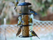 Zo maak je van je tuin een waar vogelparadijs