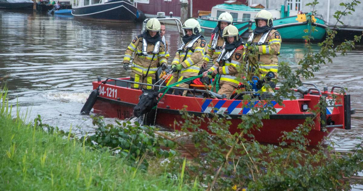 Drama in Steenwijk: paard sterft tijdens reddingsactie van de brandweer