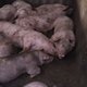 Hittestress bij varkens: Animal Rights maakt schokkende beelden in West-Vlaams varkensbedrijf