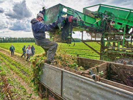 Werkgevers zien Oekraïners graag komen: bijna 70 procent in Meierijstad werkt