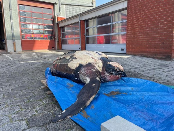 Lederschildpad spoelde aan in Knokke: het dier werd overgebracht naar de brandweerkazerne
