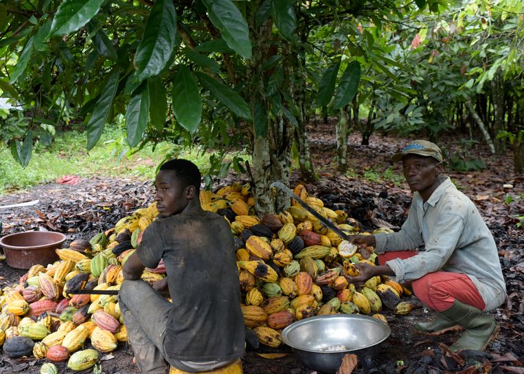 In Ivoorkust zitten bijna 40.800 boeren in het Cocoa Life-programma. Beeld AFP