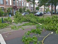 2200 populieren gekapt in Den Haag: ‘onveilige’ bomen niet meer te redden