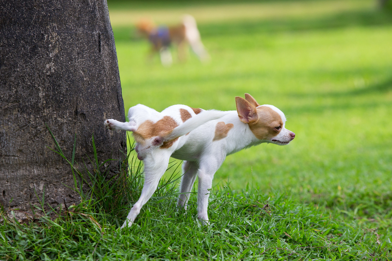 Kleine hondjes zoals deze vallen bijna om tijdens het 'hoger' markeren van een paaltje.