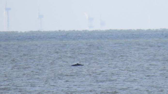 De bultrugwalvis voor de kust van Knokke-Heist