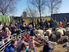 Lammetjesdag met schapen drijven bij kudde Grebbeveld in het Binnenveld