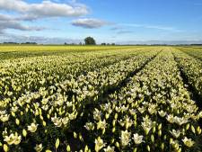 Sjaak teelt lelies naast natuurgebied en is plots middelpunt in rechtszaak: ‘Slapeloze nachten’