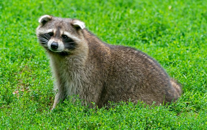 Wasberen zijn regelmatige bezoekers van de binnenstad in Erfurt, zo leert een rondgang op sociale media.