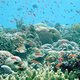 Stervende oceanen geven in 2048 geen vis meer