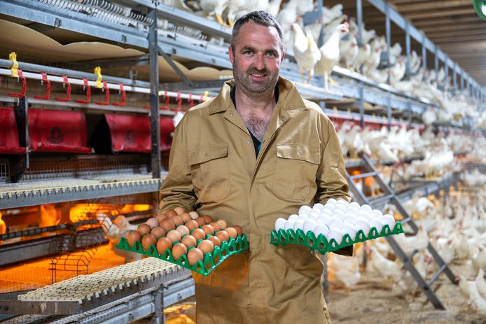 Pluimveehouder Andy Siemons uit Roosendaal gaat straks meer witte en minder bruine eieren produceren.