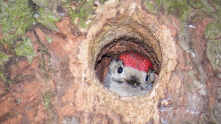 Kleine bonte specht Beeld 