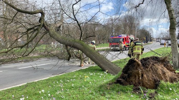 In maart 2019 werden in Brugge bomen ontworteld door stormweer, waardoor ze de openbare weg versperden zoals hier aan de Unesco-rotonde. De brandweer kan nu rekenen op de technische dienst als hetzelfde scenario zich herhaalt.