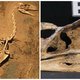 Bijna volledig skelet van gigantische 'terreurvogel' gevonden