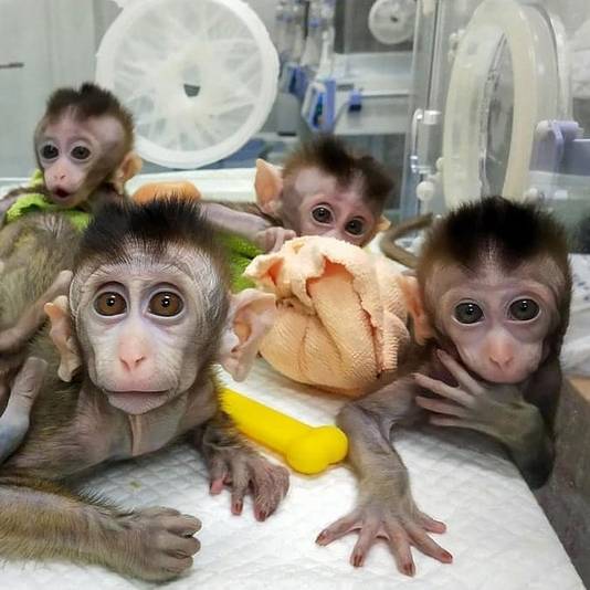 Gekloonde apen in een couveuse.