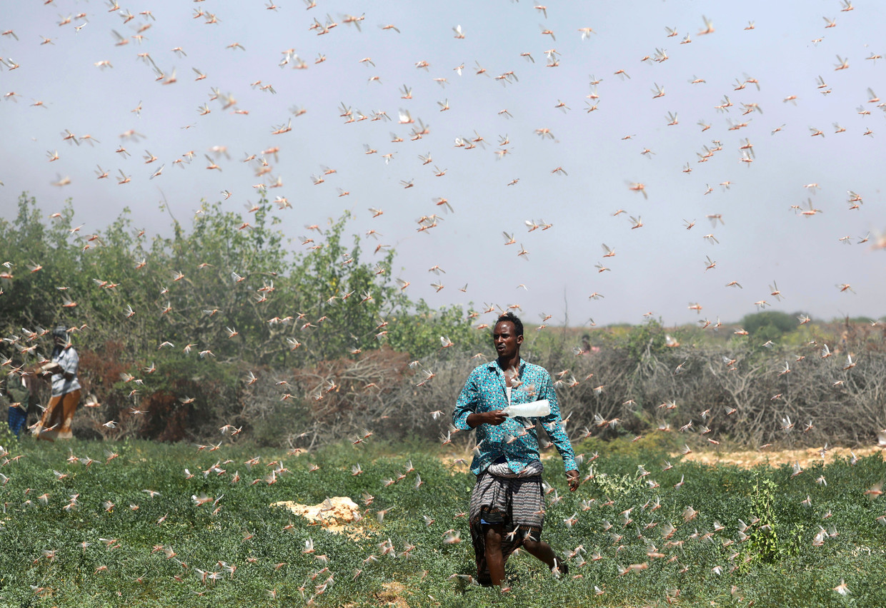Een Somalische boer loopt op het land omgeven door woestijnsprinkhanen. De insectenplaag zou uiteindelijk hongersnood kunnen veroorzaken in Oost-Afrika.  Beeld Reuters