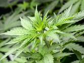 Cannabis als medicijn tegen corona? ‘Ik betwijfel het echt’