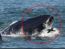 Une baleine avale un plongeur... puis le recrache vivant!