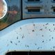 Minder insecten? Kijk ook naar auto’s