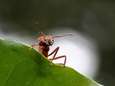 Een derde van de insecten wereldwijd met uitsterven bedreigd