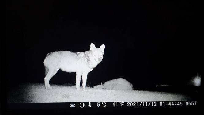 Hebbes! De wolf van de Ooijpolder slaat toe, terwijl hij live op camera is